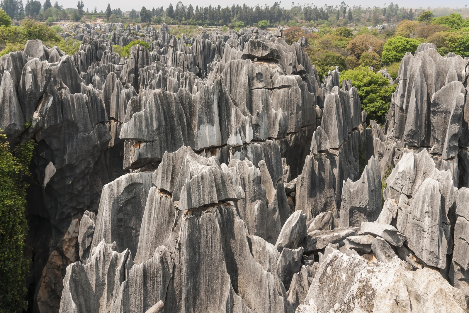 A dramatic field of limestone pinnacles in the Stone Forest near Kunming